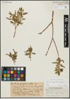Foto von Salix alba subsp. vitellina (L.) Arcang. x Salix fragilis L.